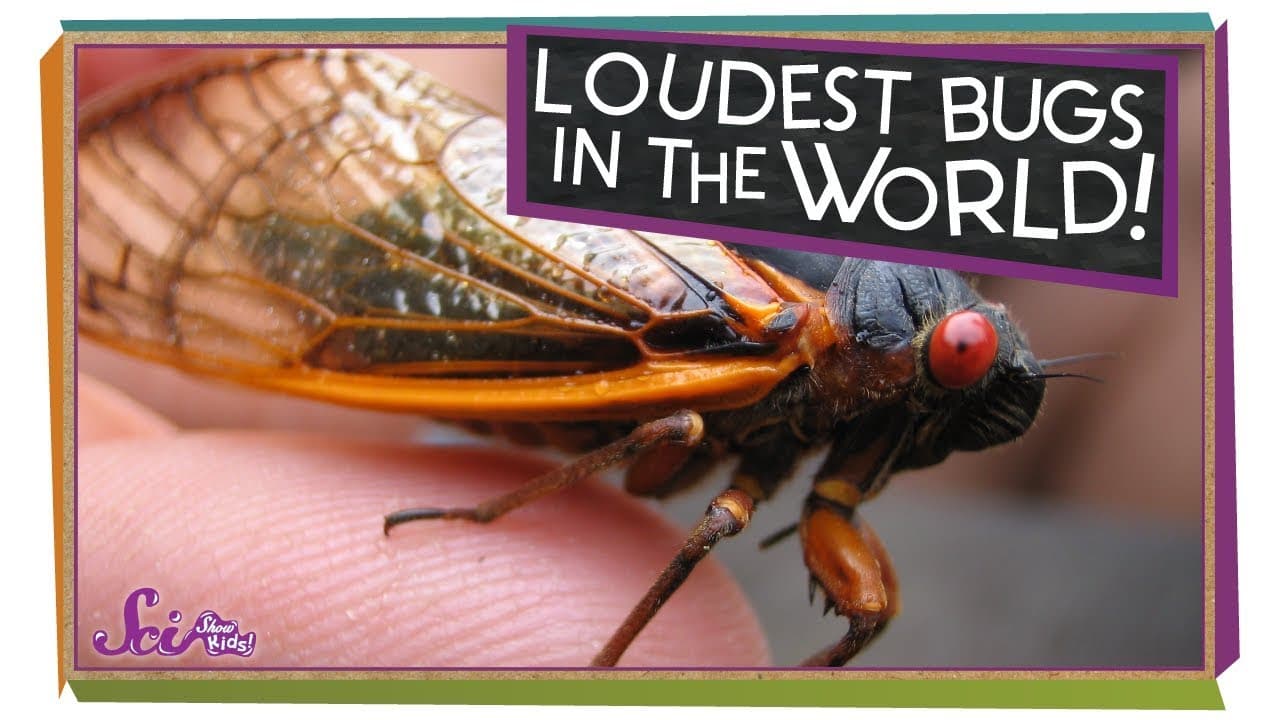 How Cicadas Make Such Loud Noises
