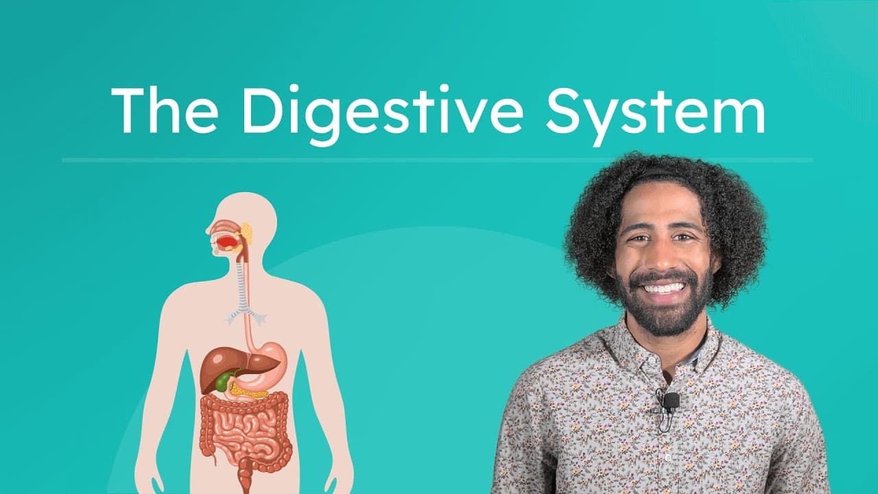 The Journey of Food Through the Digestive System