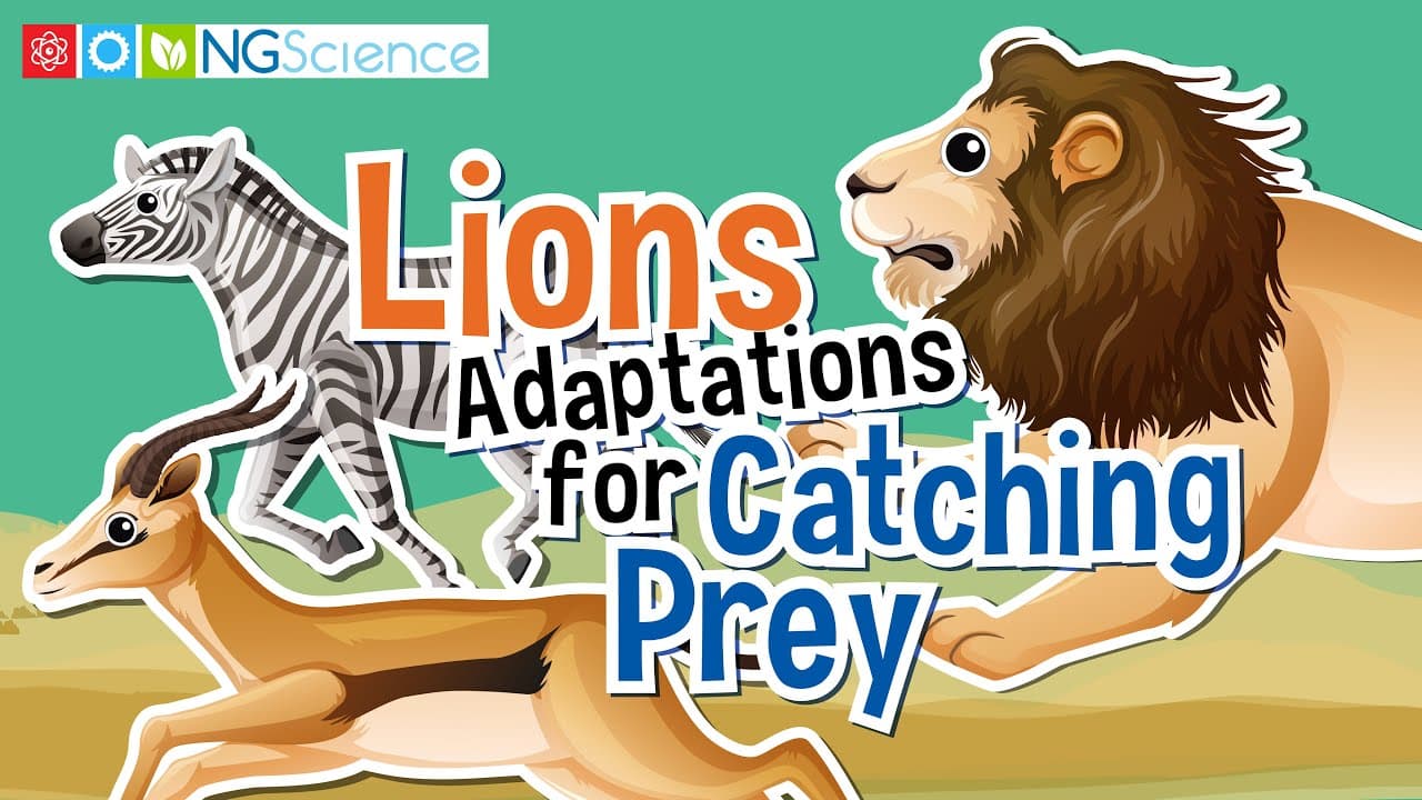 How Lions Are Adapted for Hunting and Survival