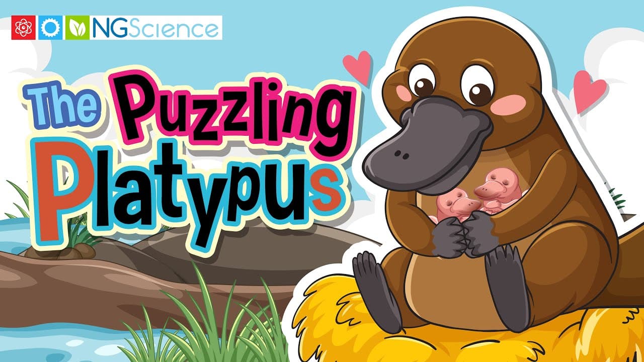 Why the Platypus Is Nature's Weirdest Mammal