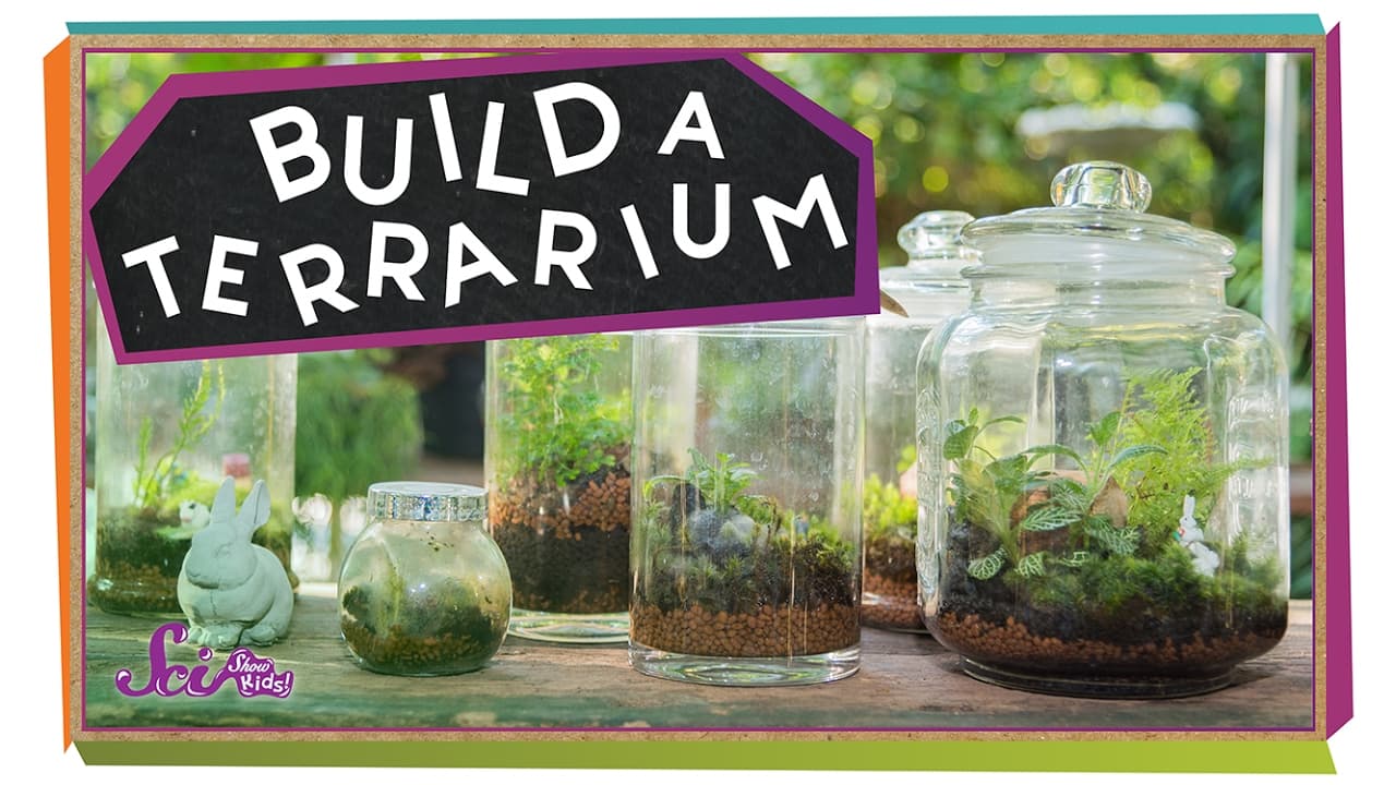 How to Build a Terrarium to Watch the Water Cycle