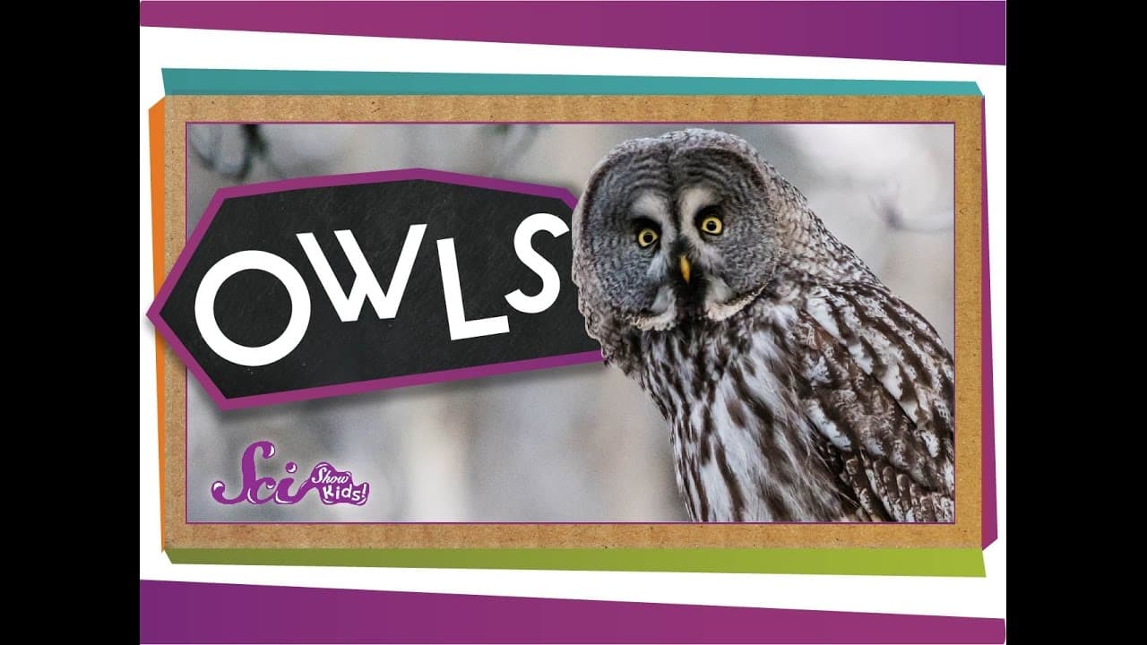 How Owls Use Super Senses to Hunt
