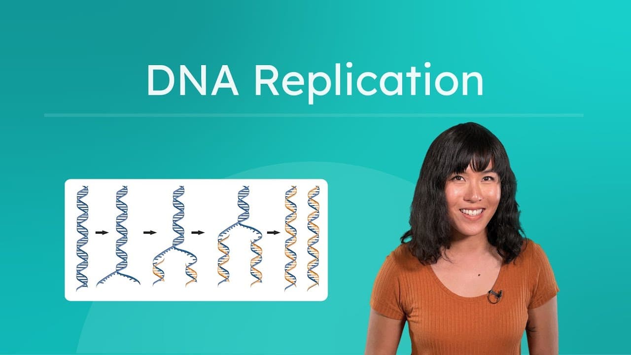 How DNA Replicates and Repairs Itself