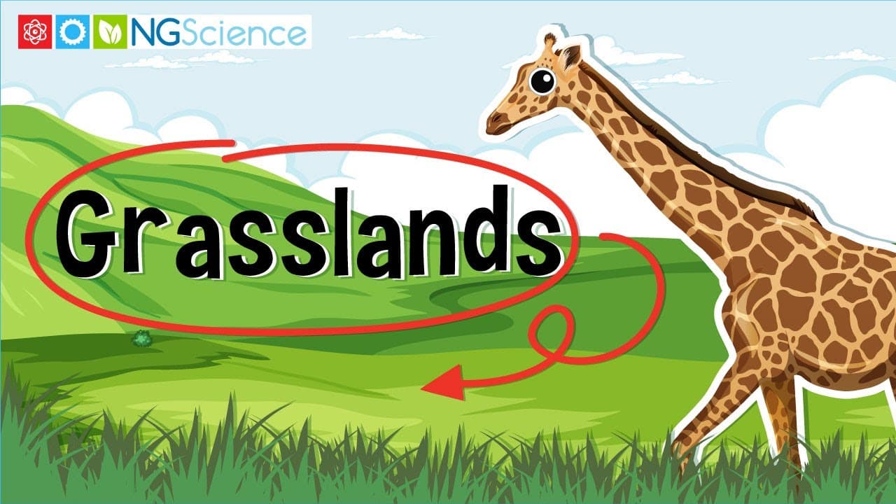 Exploring Grassland Habitats and Animals