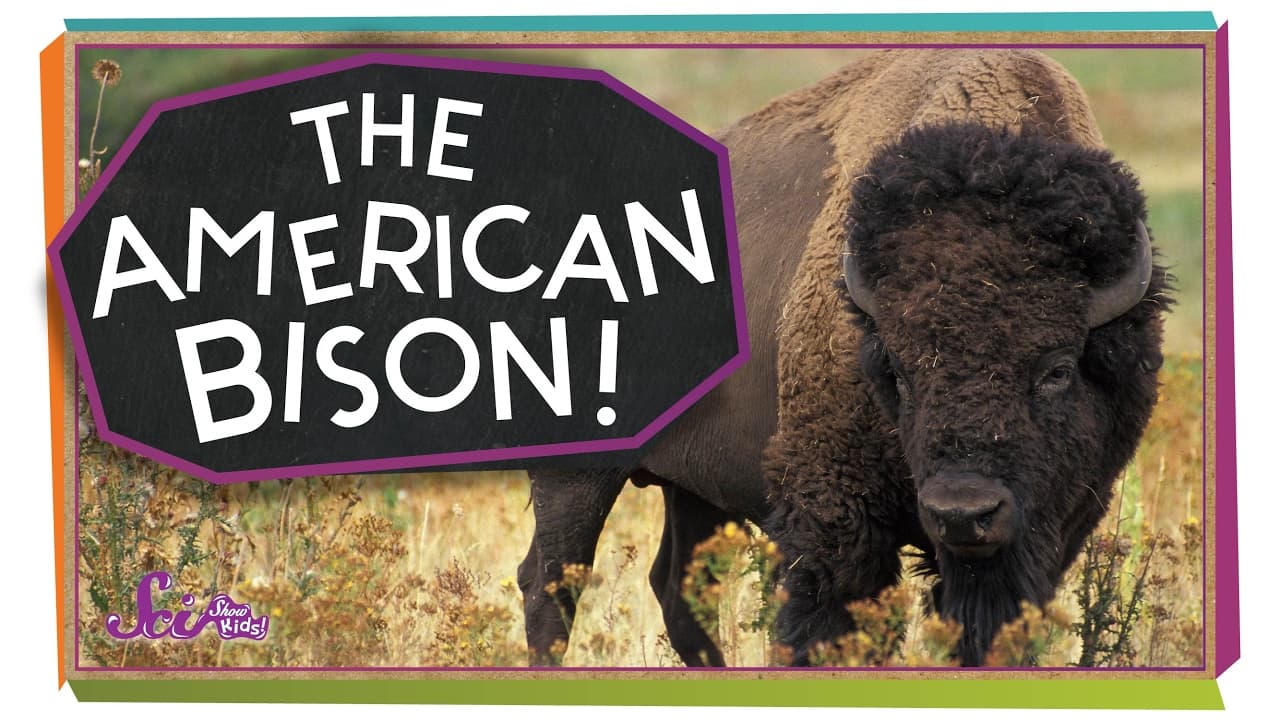 Discovering the Amazing American Bison
