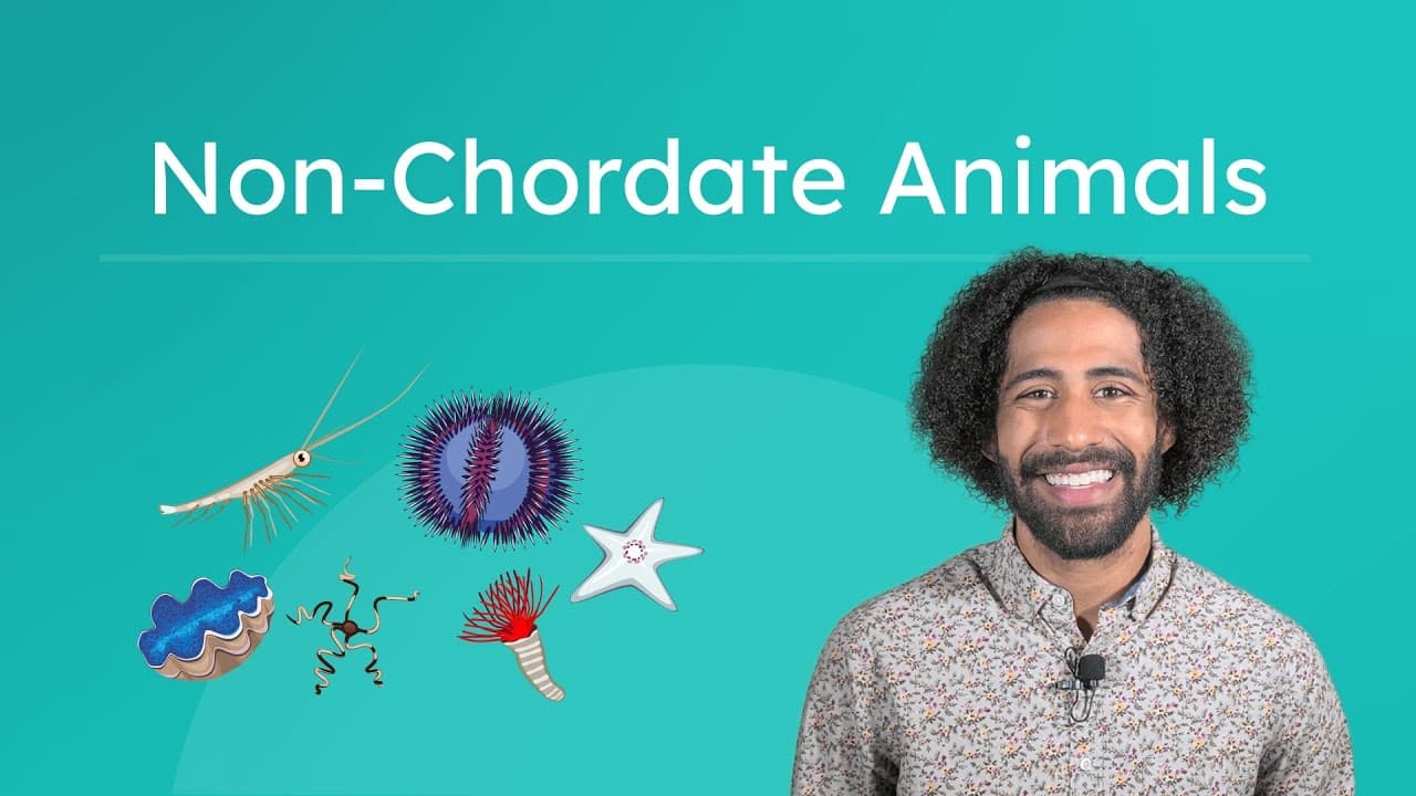Exploring Non-Chordates: Animals Without Backbones