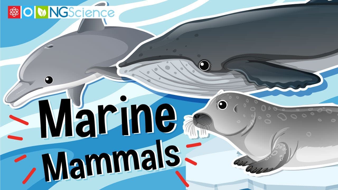 Exploring the World of Marine Mammals: Adaptations and Classification