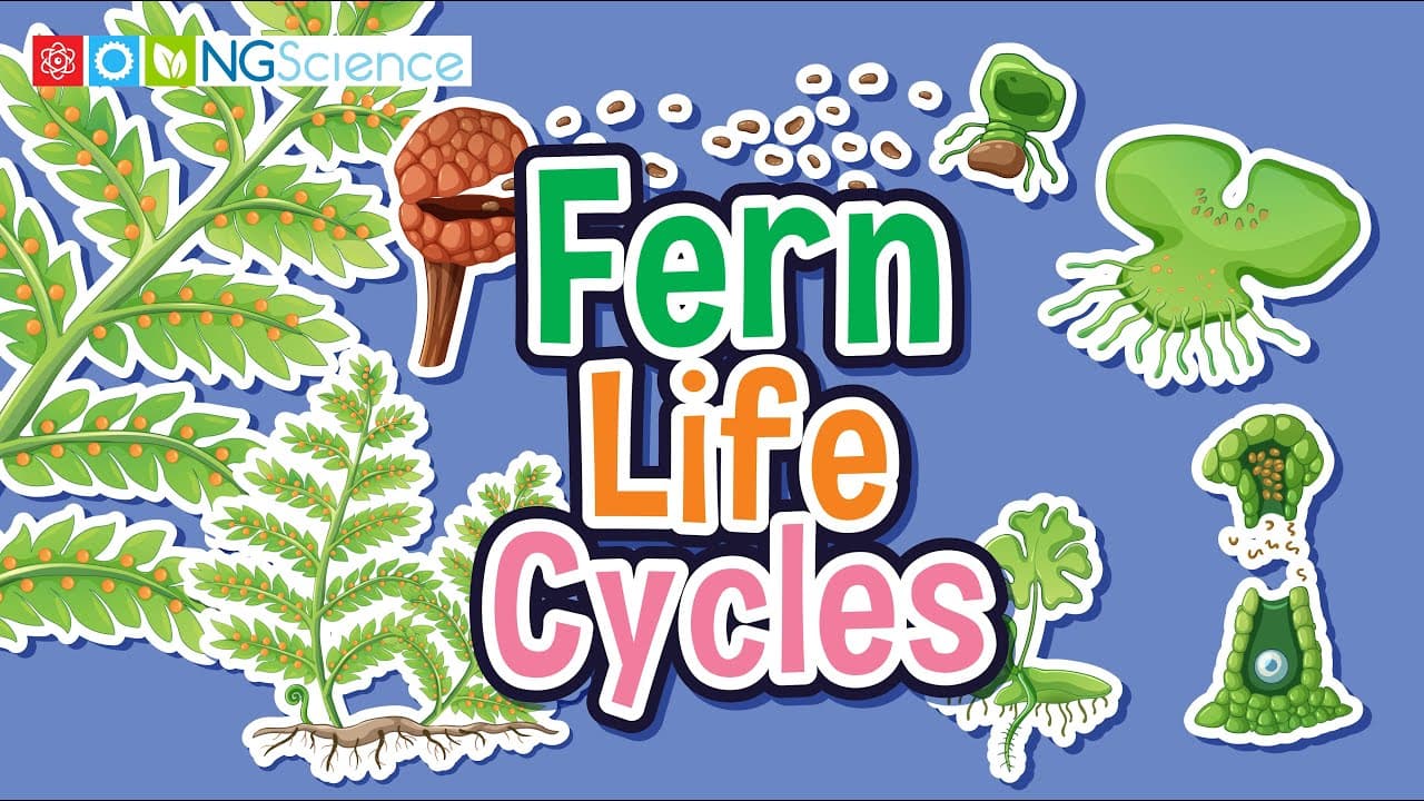 Exploring the Life Cycle of Ferns: From Spore to Frond