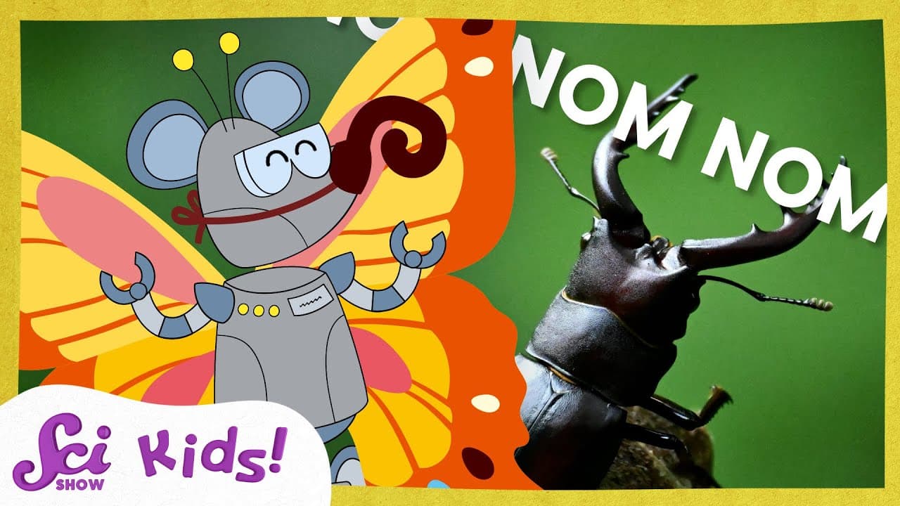 How Insects Eat: Exploring Proboscises and Mandibles