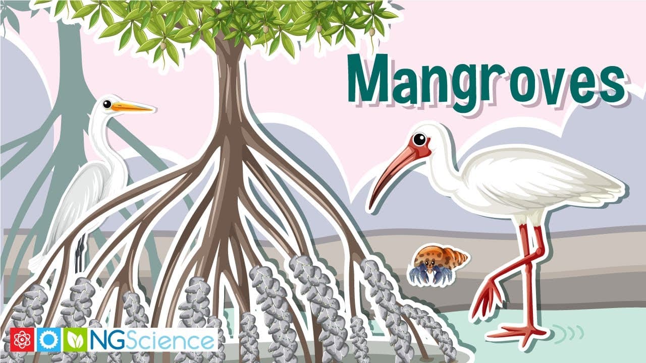 How Mangroves Survive and Protect the Coast