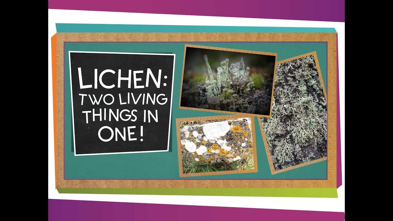 Exploring Lichen: The Amazing Partnership of Fungus and Algae