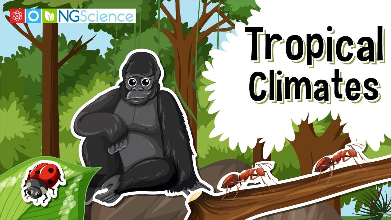 Exploring Tropical Climates and Rainforests