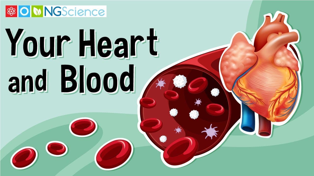 How Your Heart and Circulatory System Work