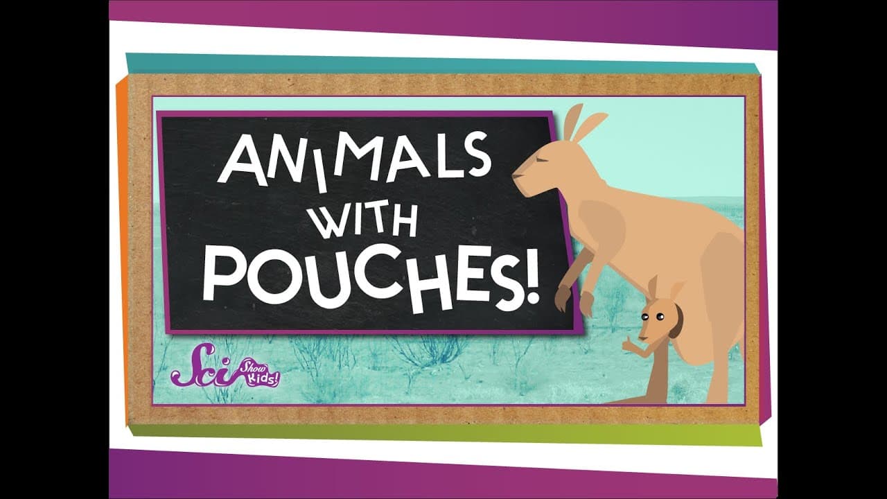 Exploring Marsupials: Pouches, Joeys, and Super Senses