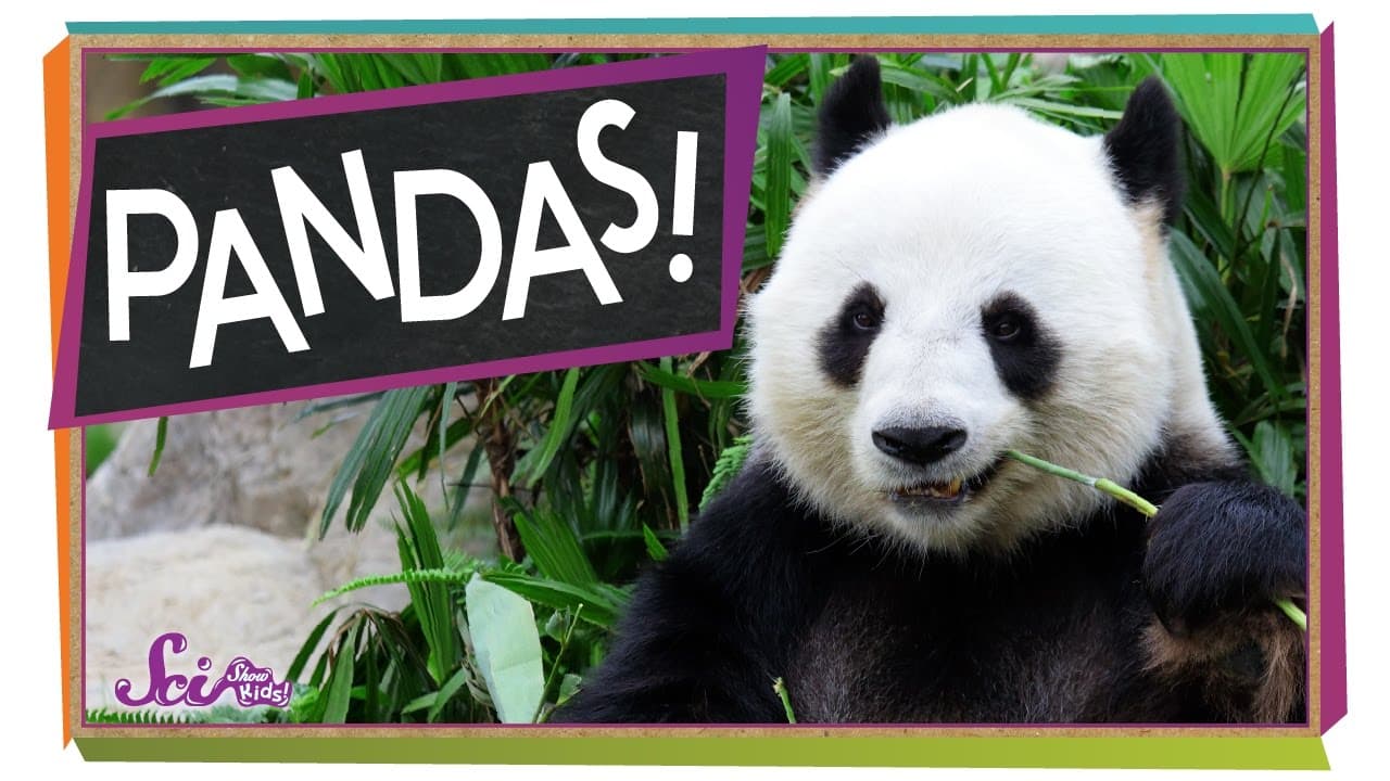 All About Giant Pandas: Habitats and Survival