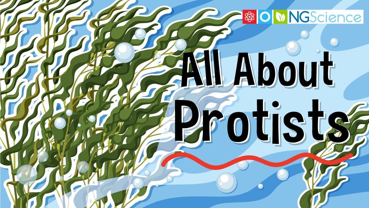 Exploring the Diverse World of Protists
