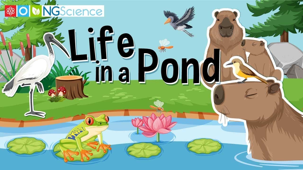 Exploring Life in a Pond Ecosystem