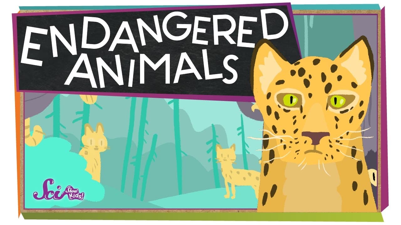 Why Animals Become Endangered and How We Can Help