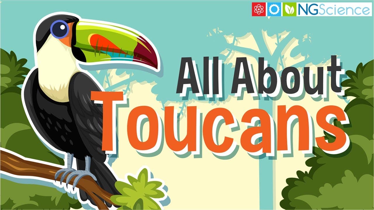 All About Toucans: Rainforest Birds with Big Bills