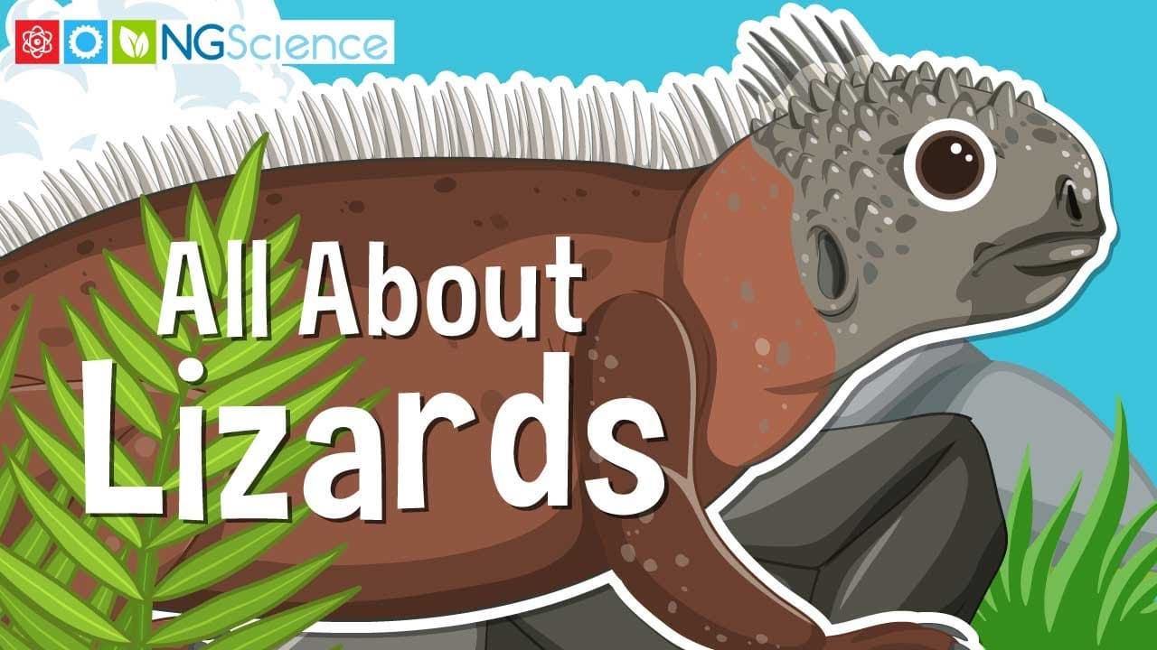 Exploring Amazing Lizards: Adaptations and Diversity