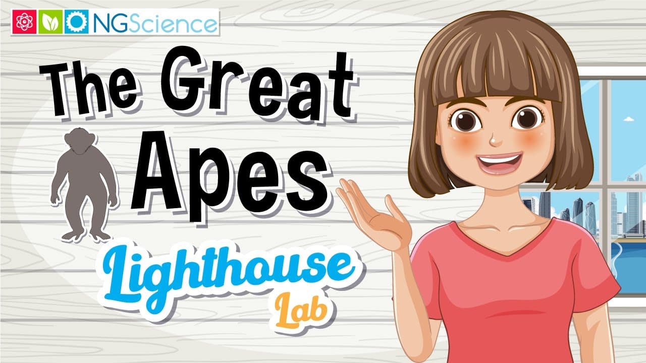 Introduction to the Great Ape Family