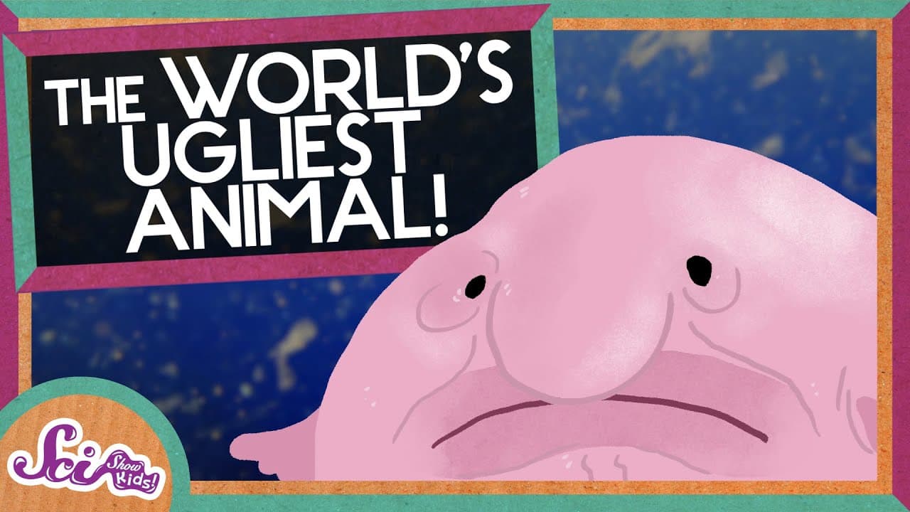 Why the Blobfish Looks So Squishy