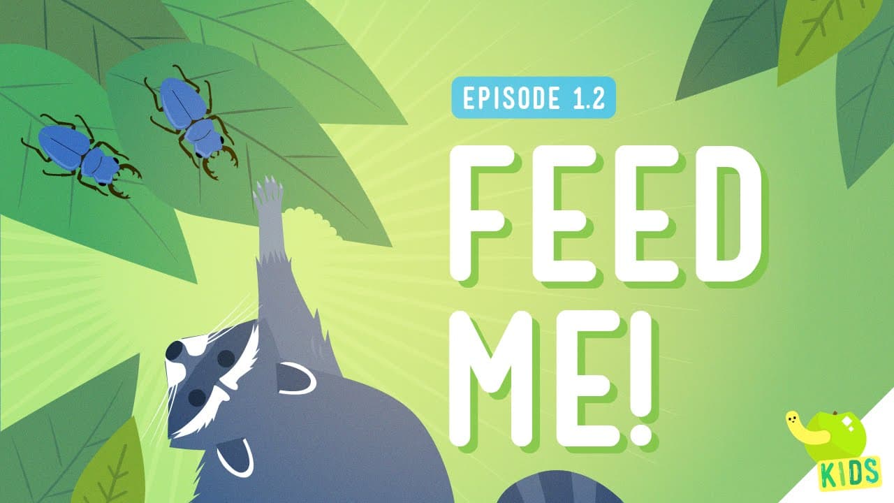 How Animals Get Energy: Herbivores, Carnivores, and Omnivores