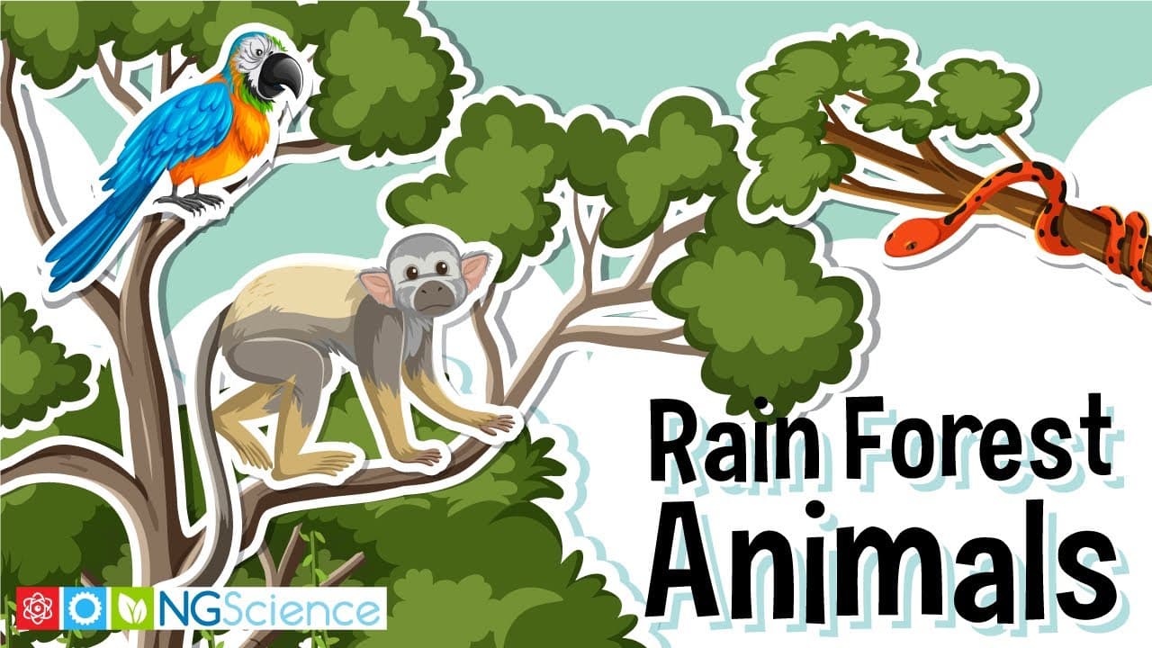 Discovering Rainforest Animals and Their Habitat