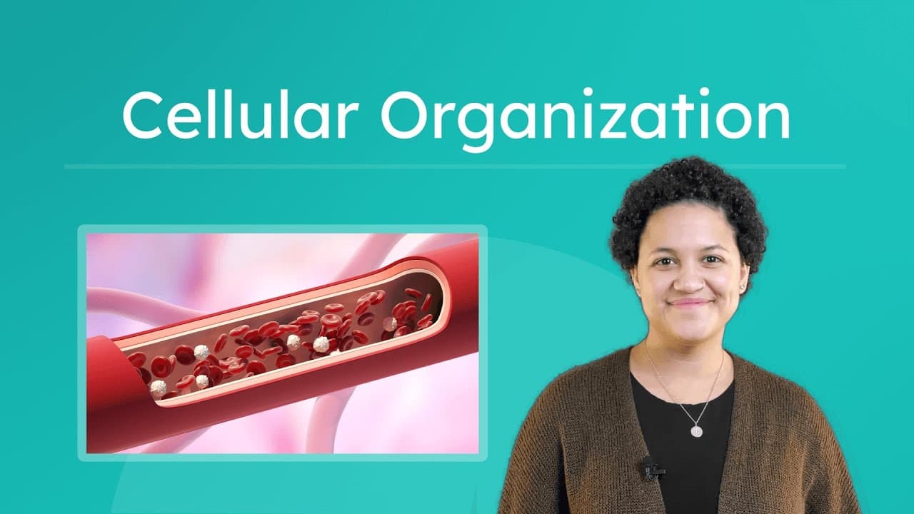 How Cells Organize into Tissues, Organs, and Systems