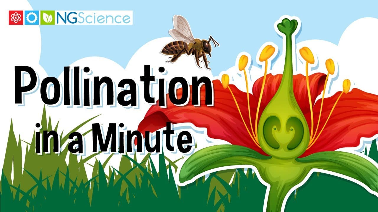 How Plants Reproduce: The Journey from Pollination to Fertilization
