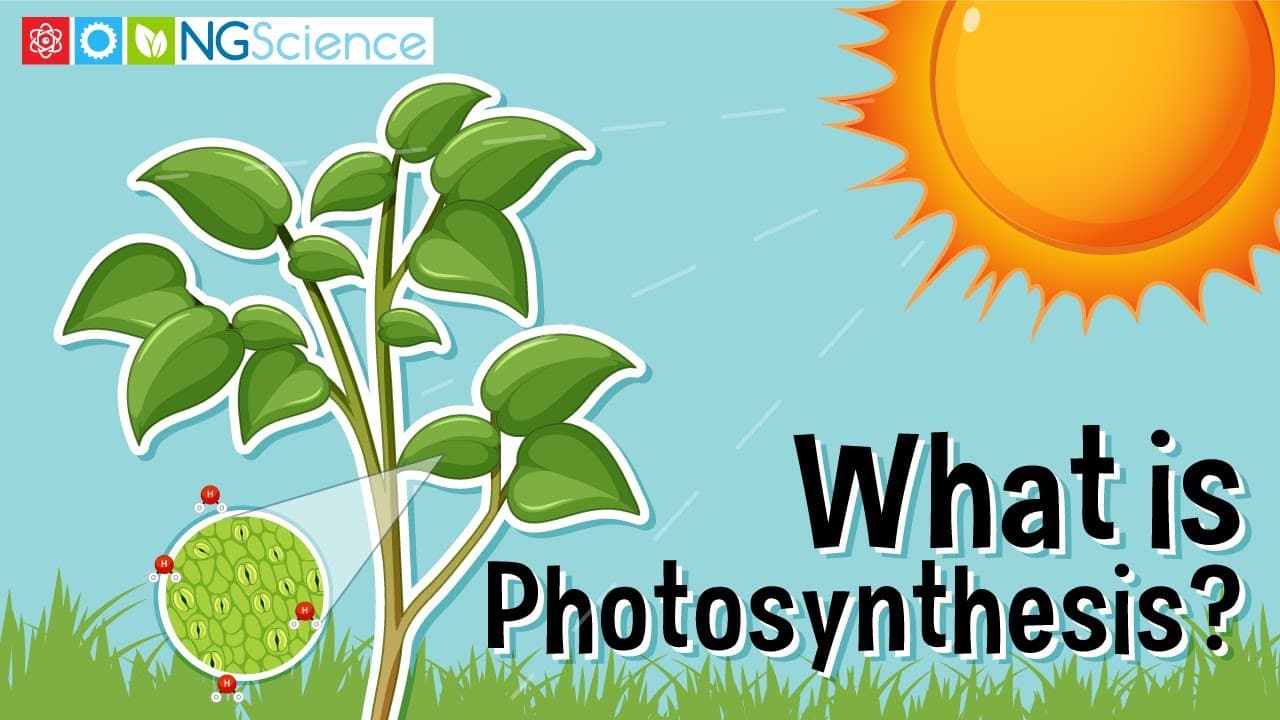 How Plants Make Their Own Food Through Photosynthesis