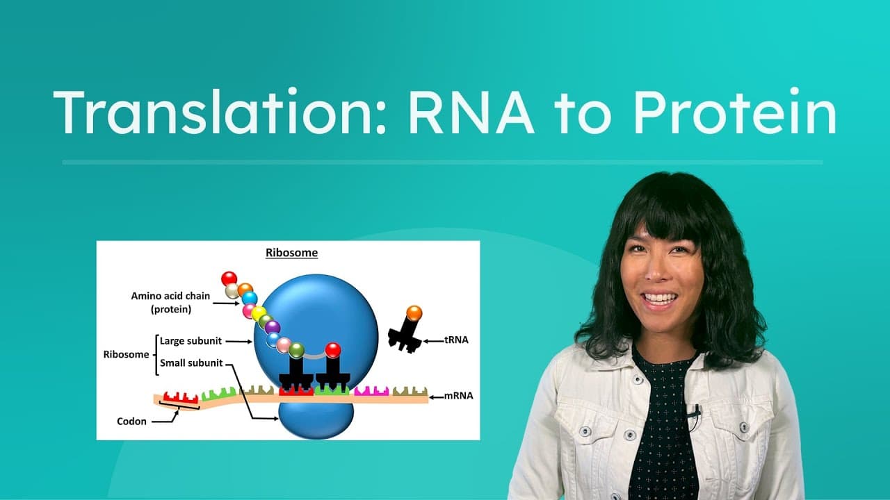 From RNA to Protein: The Process of Translation Explained