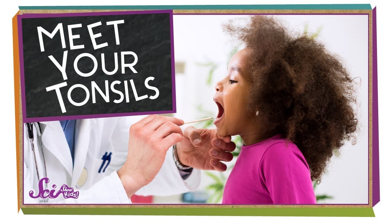 What Are Tonsils and How Do They Fight Germs?