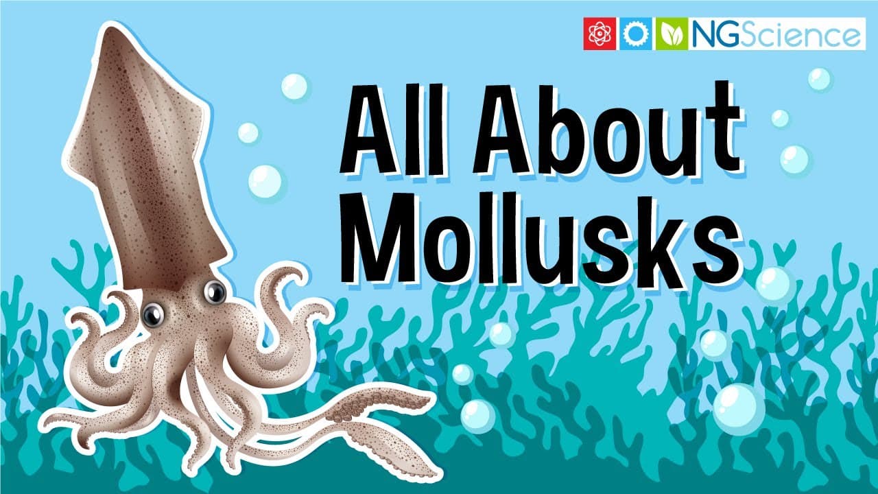Exploring the World of Mollusks: Snails, Clams, and Octopuses