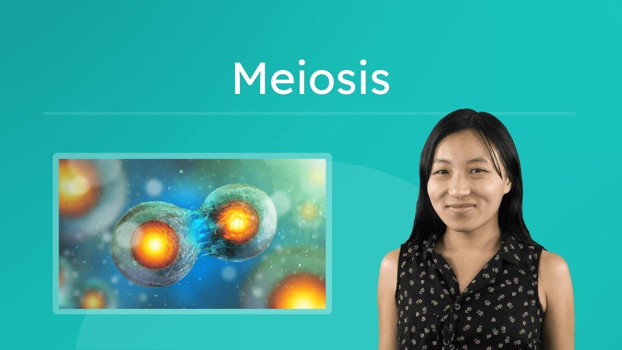 How Meiosis Creates Unique Life and Genetic Diversity