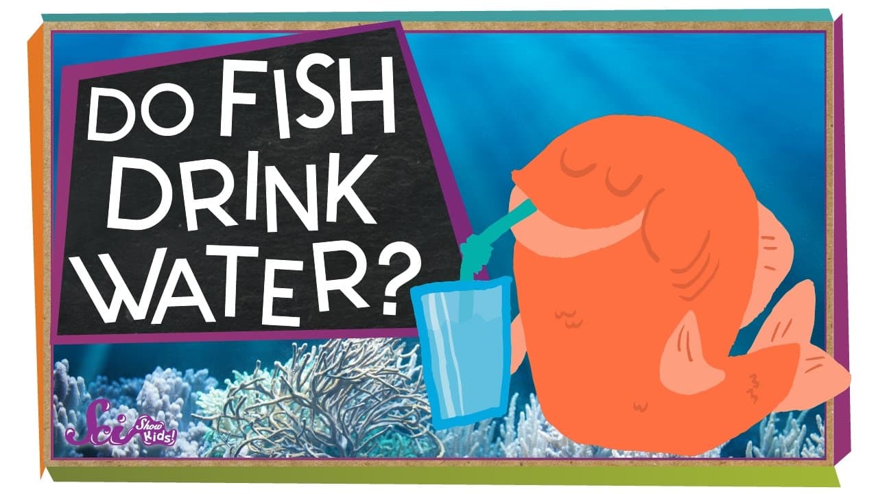 Do Fish Drink Water? How Freshwater and Saltwater Fish Survive
