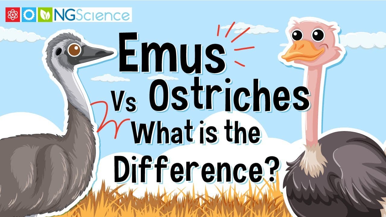 Comparing the Giants: Ostriches vs. Emus