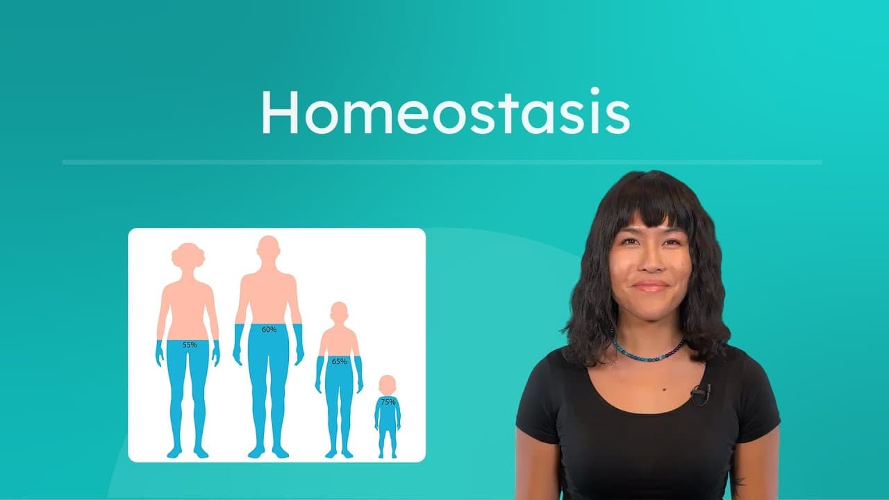 How Your Body Stays Balanced: Understanding Homeostasis