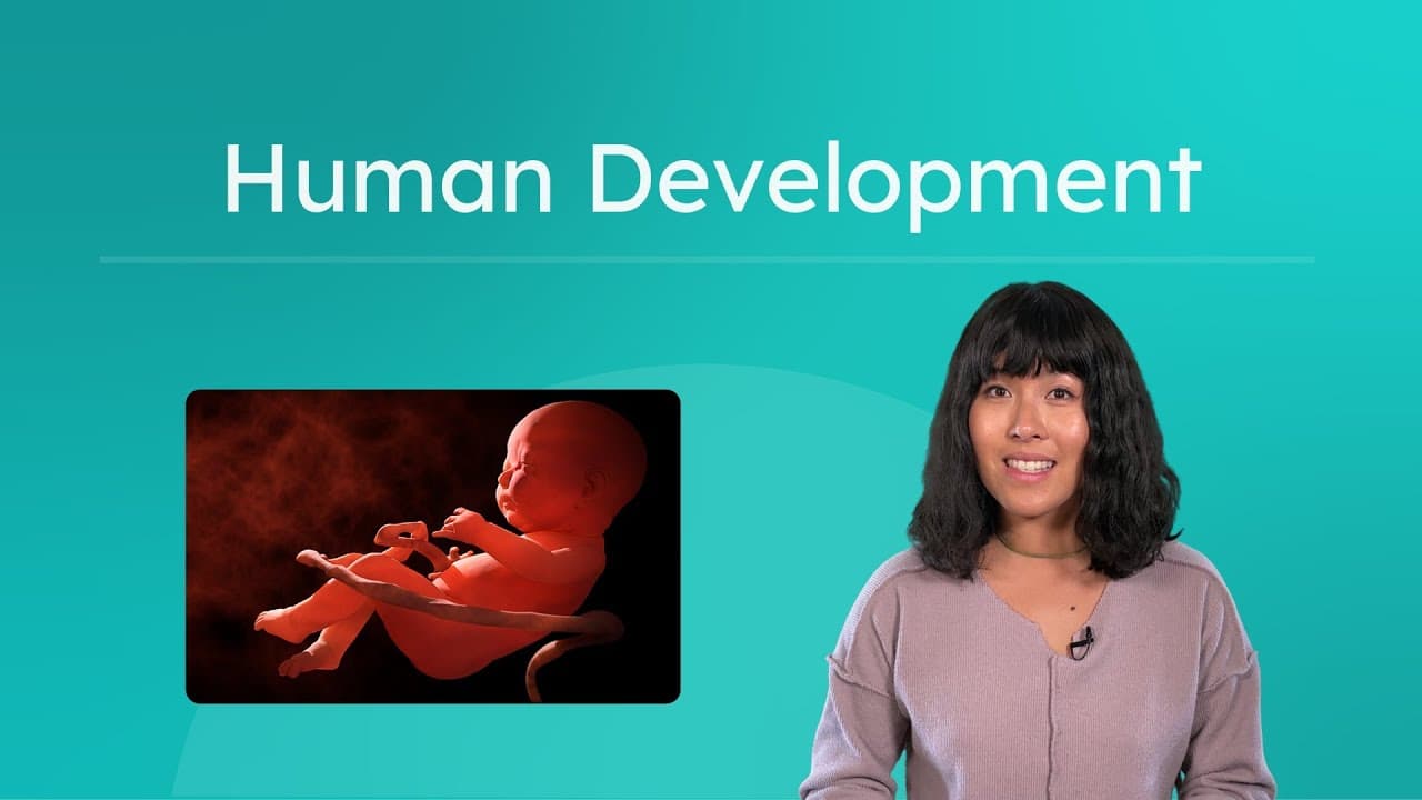 From Zygote to Adult: The Stages of Human Development