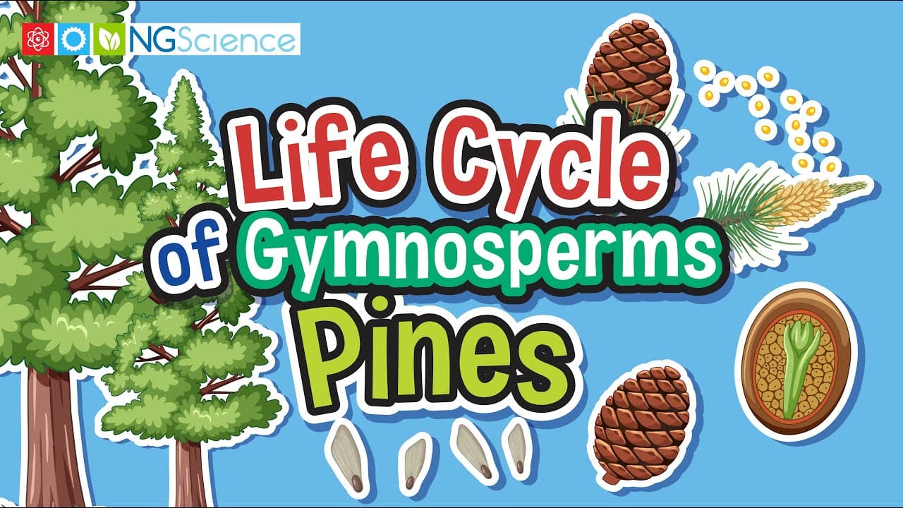 The Life Cycle of a Pine Tree Explained