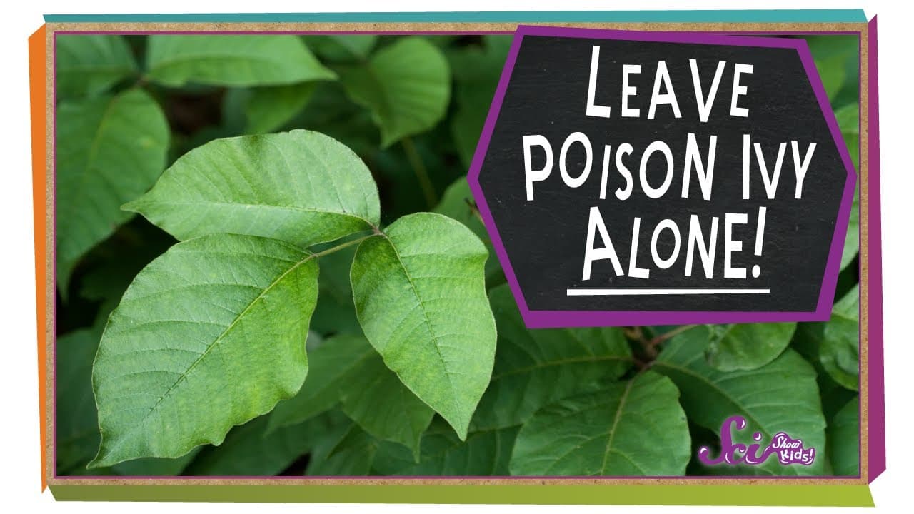 How to Identify Poison Ivy and Treat the Rash