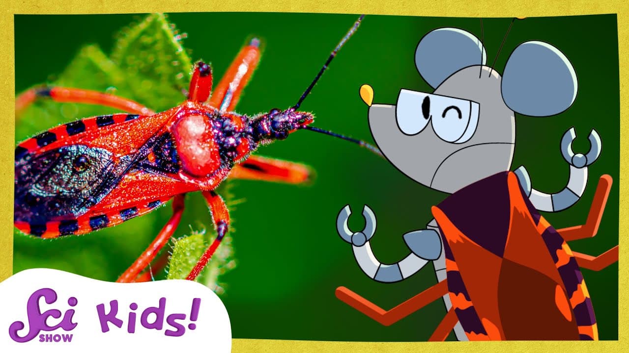 Are All Insects Bugs? The Truth About True Bugs
