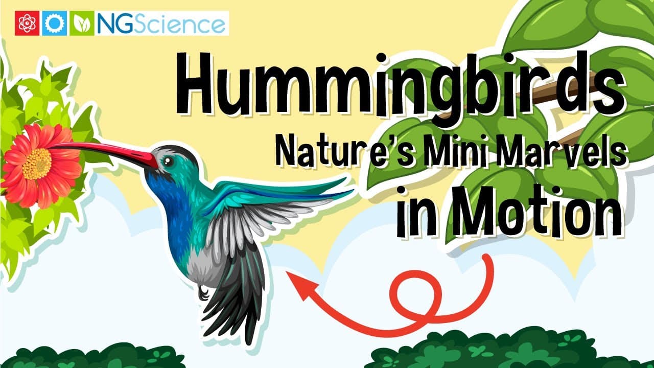 Nature's Tiny Acrobats: The Anatomy and Flight of Hummingbirds