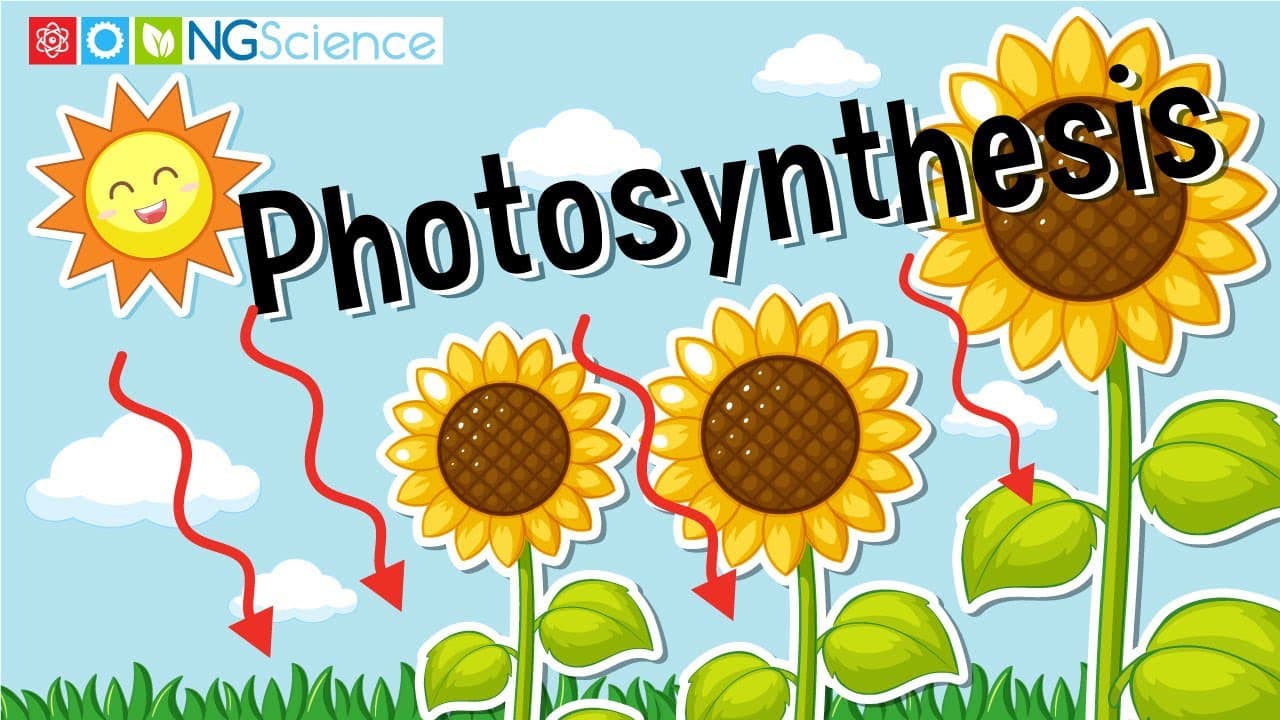 How Plants Make Their Own Food Through Photosynthesis