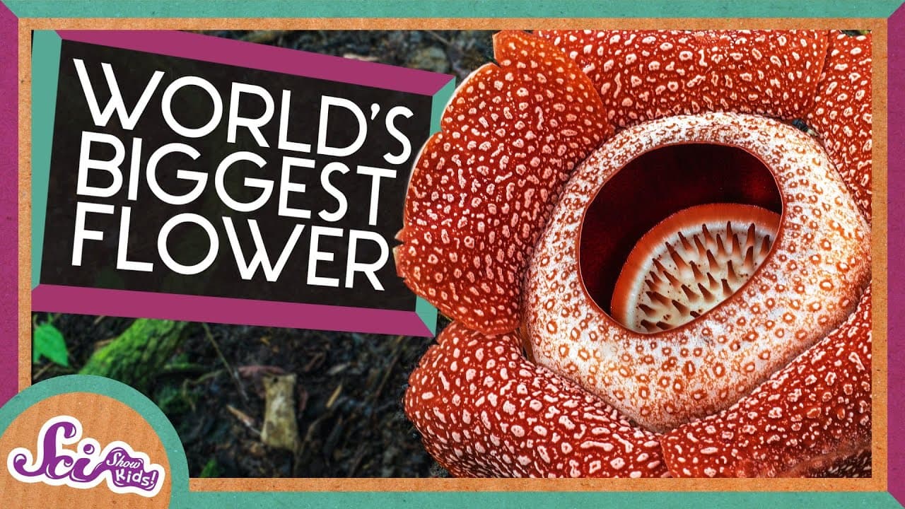 The World's Biggest and Stinkiest Flower