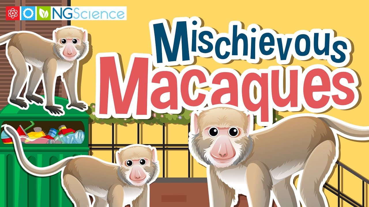 How Macaques Became the Ultimate City Monkeys