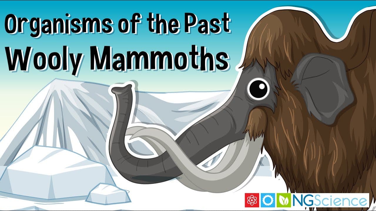 How Wooly Mammoths Lived and Went Extinct