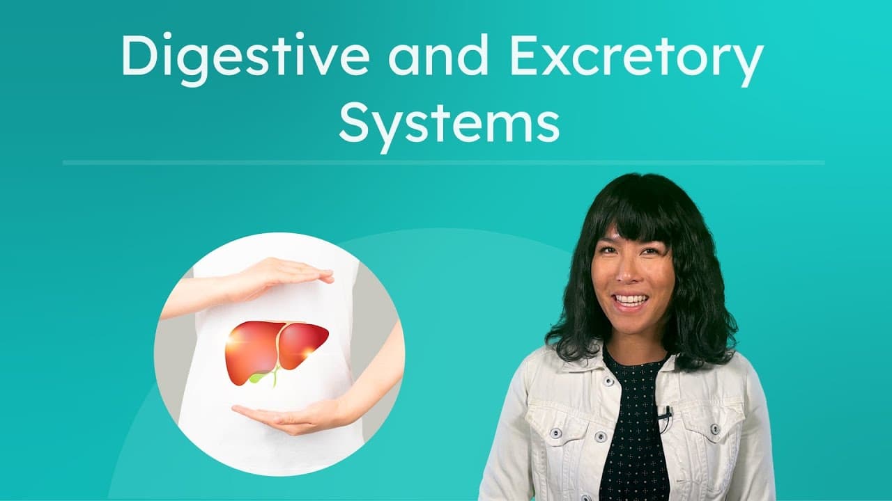 How Your Body Turns Food Into Energy: The Digestive and Excretory Systems