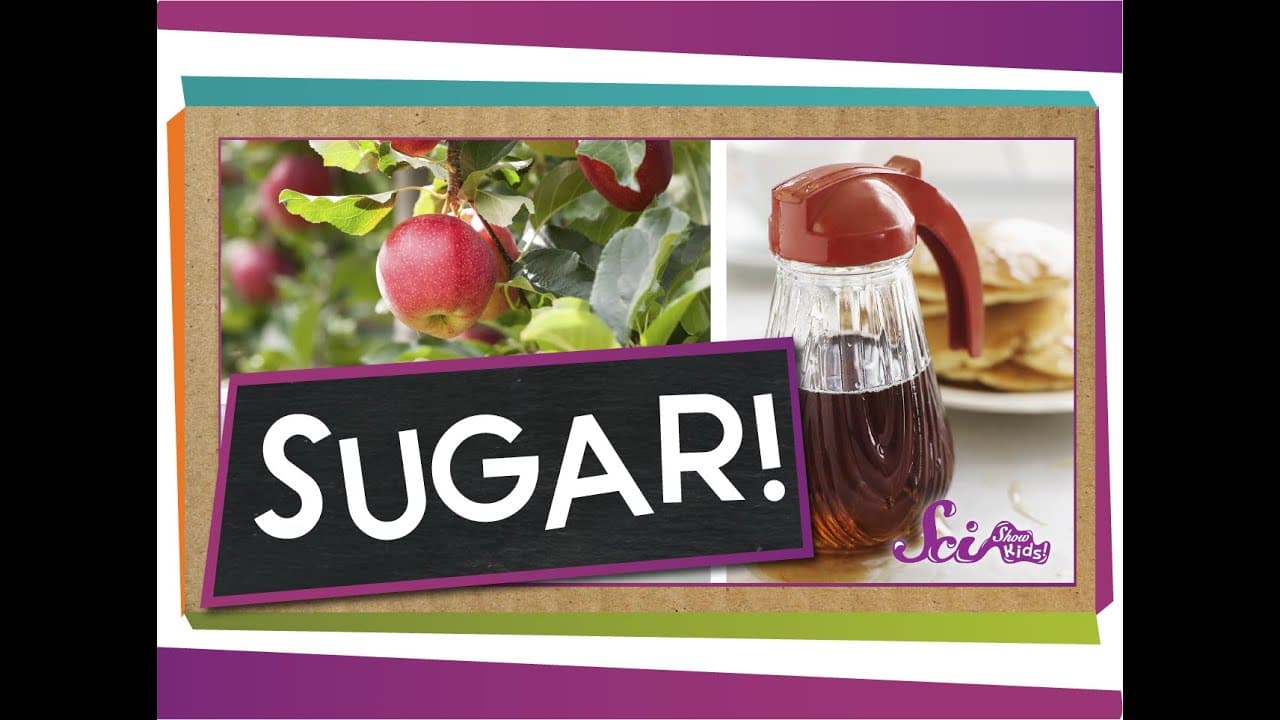 Where Does Sugar Come From?