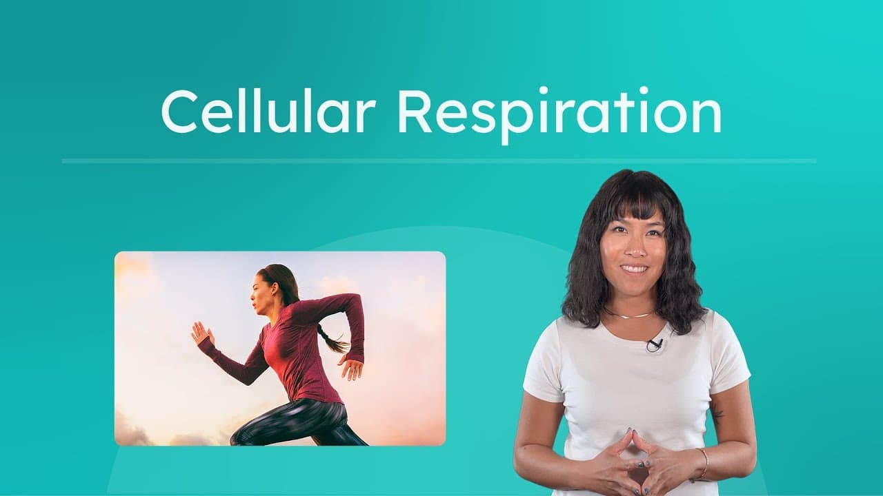 How Cells Make Energy: Cellular Respiration Explained